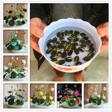Load image into Gallery viewer, bonsai flower  lotus flower for summer 100% real Bowl lotus   pots Bonsai garden plants 5/bag