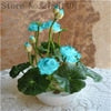 Load image into Gallery viewer, bonsai flower  lotus flower for summer 100% real Bowl lotus   pots Bonsai garden plants 5/bag