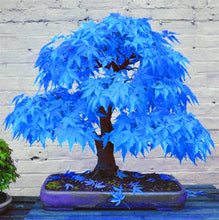 Load image into Gallery viewer, 20pcs bonsai blue maple tree bonsai  tree plants. rare sky blue japanese maple bonsai Balcony plants for home garden