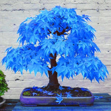 Load image into Gallery viewer, 20pcs bonsai blue maple tree bonsai  tree plants. rare sky blue japanese maple bonsai Balcony plants for home garden