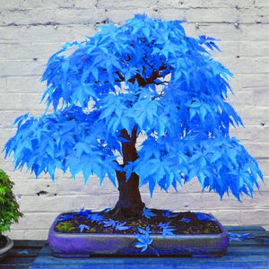 20pcs bonsai blue maple tree bonsai  tree plants. rare sky blue japanese maple bonsai Balcony plants for home garden
