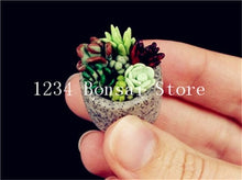 Load image into Gallery viewer, 200pcs Mini Succulent Bonsai Rare Succulentes Graines Jardin Des Plantes graines for home garden office desktop Decorative plant