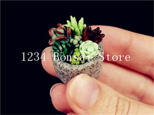 200pcs Mini Succulent Bonsai Rare Succulentes Graines Jardin Des Plantes graines for home garden office desktop Decorative plant