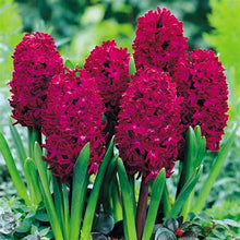 Load image into Gallery viewer, 100pcs Hyacinth Bonsai Perennial Hyacinth potted plant Indoor Plant Easy Grow In Pots Bonsai plant flower for home garden