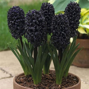 100pcs Hyacinth Bonsai Perennial Hyacinth potted plant Indoor Plant Easy Grow In Pots Bonsai plant flower for home garden