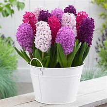 Load image into Gallery viewer, 100pcs Hyacinth Bonsai Perennial Hyacinth potted plant Indoor Plant Easy Grow In Pots Bonsai plant flower for home garden