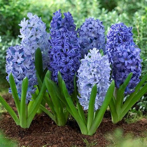 100pcs Hyacinth Bonsai Perennial Hyacinth potted plant Indoor Plant Easy Grow In Pots Bonsai plant flower for home garden