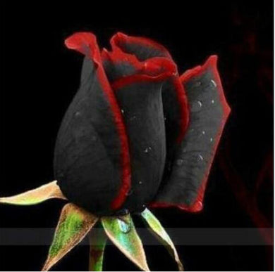 100Pcs Rare Rose Bonsai Black Rose Flower With Red Edge Rare Rose Flowers Bonsai For Garden Bonsai Planting