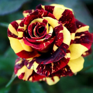 100Pcs Rare Rose Bonsai Black Rose Flower With Red Edge Rare Rose Flowers Bonsai For Garden Bonsai Planting
