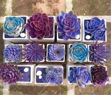 Load image into Gallery viewer, Rare Beauty Mini Succulent Bonsai Potted Flower Bonsai For Home Garden Easy Grow Lithops Pseudotruncatella Bonsai Plants 100 Pcs