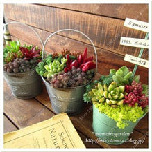 Load image into Gallery viewer, Rare Beauty Mini Succulent Bonsai Potted Flower Bonsai For Home Garden Easy Grow Lithops Pseudotruncatella Bonsai Plants 100 Pcs
