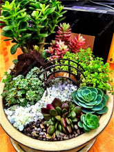 Load image into Gallery viewer, Rare Beauty Mini Succulent Bonsai Potted Flower Bonsai For Home Garden Easy Grow Lithops Pseudotruncatella Bonsai Plants 100 Pcs