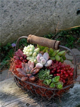 Load image into Gallery viewer, Rare Beauty Mini Succulent Bonsai Potted Flower Bonsai For Home Garden Easy Grow Lithops Pseudotruncatella Bonsai Plants 100 Pcs