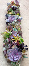 Load image into Gallery viewer, Rare Beauty Mini Succulent Bonsai Potted Flower Bonsai For Home Garden Easy Grow Lithops Pseudotruncatella Bonsai Plants 100 Pcs