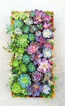 Load image into Gallery viewer, Rare Beauty Mini Succulent Bonsai Potted Flower Bonsai For Home Garden Easy Grow Lithops Pseudotruncatella Bonsai Plants 100 Pcs