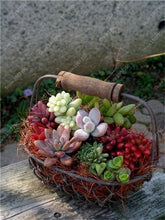 Load image into Gallery viewer, Rare Beauty Mini Succulent Bonsai Potted Flower Bonsai For Home Garden Easy Grow Lithops Pseudotruncatella Bonsai Plants 100 Pcs