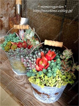 Load image into Gallery viewer, Rare Beauty Mini Succulent Bonsai Potted Flower Bonsai For Home Garden Easy Grow Lithops Pseudotruncatella Bonsai Plants 100 Pcs