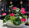 Load image into Gallery viewer, bonsai flower  lotus flower for summer 100% real Bowl lotus   pots Bonsai garden plants 5/bag