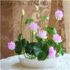Load image into Gallery viewer, bonsai flower  lotus flower for summer 100% real Bowl lotus   pots Bonsai garden plants 5/bag