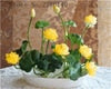 Load image into Gallery viewer, bonsai flower  lotus flower for summer 100% real Bowl lotus   pots Bonsai garden plants 5/bag