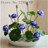 Load image into Gallery viewer, bonsai flower  lotus flower for summer 100% real Bowl lotus   pots Bonsai garden plants 5/bag
