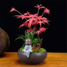 Load image into Gallery viewer, 20pcs bonsai blue maple tree bonsai  tree plants. rare sky blue japanese maple bonsai Balcony plants for home garden