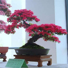 Load image into Gallery viewer, 20pcs bonsai blue maple tree bonsai  tree plants. rare sky blue japanese maple bonsai Balcony plants for home garden