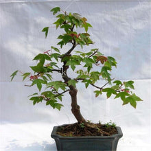 Load image into Gallery viewer, 20pcs bonsai blue maple tree bonsai  tree plants. rare sky blue japanese maple bonsai Balcony plants for home garden