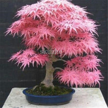 Load image into Gallery viewer, 20pcs bonsai blue maple tree bonsai  tree plants. rare sky blue japanese maple bonsai Balcony plants for home garden