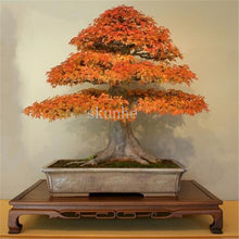 Load image into Gallery viewer, 20pcs bonsai blue maple tree bonsai  tree plants. rare sky blue japanese maple bonsai Balcony plants for home garden