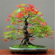Load image into Gallery viewer, 20pcs bonsai blue maple tree bonsai  tree plants. rare sky blue japanese maple bonsai Balcony plants for home garden