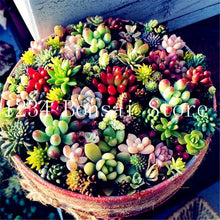 Load image into Gallery viewer, 200pcs Mini Succulent Bonsai Rare Succulentes Graines Jardin Des Plantes graines for home garden office desktop Decorative plant