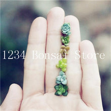 Load image into Gallery viewer, 200pcs Mini Succulent Bonsai Rare Succulentes Graines Jardin Des Plantes graines for home garden office desktop Decorative plant
