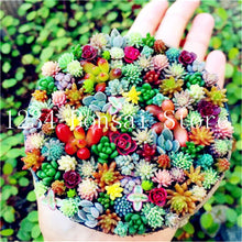 Load image into Gallery viewer, 200pcs Mini Succulent Bonsai Rare Succulentes Graines Jardin Des Plantes graines for home garden office desktop Decorative plant