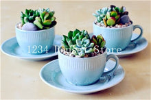 Load image into Gallery viewer, 200pcs Mini Succulent Bonsai Rare Succulentes Graines Jardin Des Plantes graines for home garden office desktop Decorative plant
