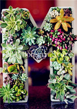 Load image into Gallery viewer, 200pcs Mini Succulent Bonsai Rare Succulentes Graines Jardin Des Plantes graines for home garden office desktop Decorative plant