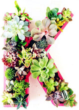 Load image into Gallery viewer, 200pcs Mini Succulent Bonsai Rare Succulentes Graines Jardin Des Plantes graines for home garden office desktop Decorative plant
