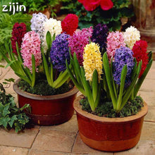 Load image into Gallery viewer, 100pcs Hyacinth Bonsai Perennial Hyacinth potted plant Indoor Plant Easy Grow In Pots Bonsai plant flower for home garden