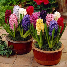Load image into Gallery viewer, 100pcs Hyacinth Bonsai Perennial Hyacinth potted plant Indoor Plant Easy Grow In Pots Bonsai plant flower for home garden