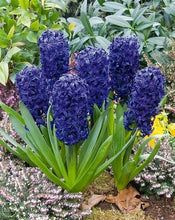 Load image into Gallery viewer, 100pcs Hyacinth Bonsai Perennial Hyacinth potted plant Indoor Plant Easy Grow In Pots Bonsai plant flower for home garden