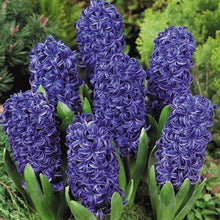 Load image into Gallery viewer, 100pcs Hyacinth Bonsai Perennial Hyacinth potted plant Indoor Plant Easy Grow In Pots Bonsai plant flower for home garden
