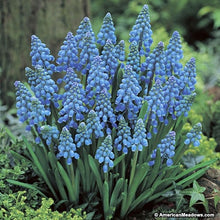 Load image into Gallery viewer, 100pcs Hyacinth Bonsai Perennial Hyacinth potted plant Indoor Plant Easy Grow In Pots Bonsai plant flower for home garden
