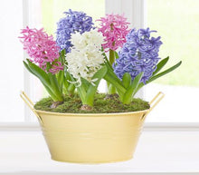 Load image into Gallery viewer, 100pcs Hyacinth Bonsai Perennial Hyacinth potted plant Indoor Plant Easy Grow In Pots Bonsai plant flower for home garden