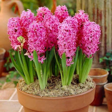 Load image into Gallery viewer, 100pcs Hyacinth Bonsai Perennial Hyacinth potted plant Indoor Plant Easy Grow In Pots Bonsai plant flower for home garden