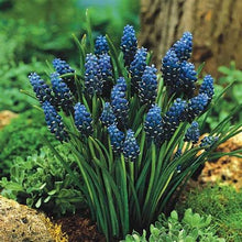 Load image into Gallery viewer, 100pcs Hyacinth Bonsai Perennial Hyacinth potted plant Indoor Plant Easy Grow In Pots Bonsai plant flower for home garden