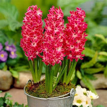 Load image into Gallery viewer, 100pcs Hyacinth Bonsai Perennial Hyacinth potted plant Indoor Plant Easy Grow In Pots Bonsai plant flower for home garden