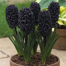 Load image into Gallery viewer, 100pcs Hyacinth Bonsai Perennial Hyacinth potted plant Indoor Plant Easy Grow In Pots Bonsai plant flower for home garden