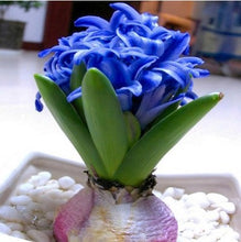 Load image into Gallery viewer, 100pcs Hyacinth Bonsai Perennial Hyacinth potted plant Indoor Plant Easy Grow In Pots Bonsai plant flower for home garden