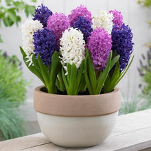 Load image into Gallery viewer, 100pcs Hyacinth Bonsai Perennial Hyacinth potted plant Indoor Plant Easy Grow In Pots Bonsai plant flower for home garden
