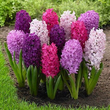 Load image into Gallery viewer, 100pcs Hyacinth Bonsai Perennial Hyacinth potted plant Indoor Plant Easy Grow In Pots Bonsai plant flower for home garden